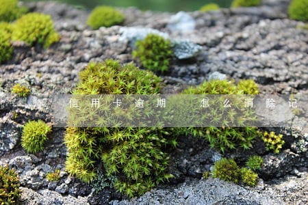 信用卡逾期 怎么消除记录 信用卡逾期 怎么消除记录